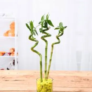 Nice Bamboo Plant 